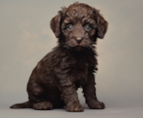 Mini Labradoodle Puppies For Sale Pilesgrove Pups